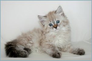 Female Siberian Kitten from Deedlebug Siberians